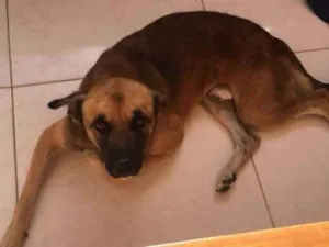 Cachorro raça Vira lata idade 7 a 11 meses nome Sem nome