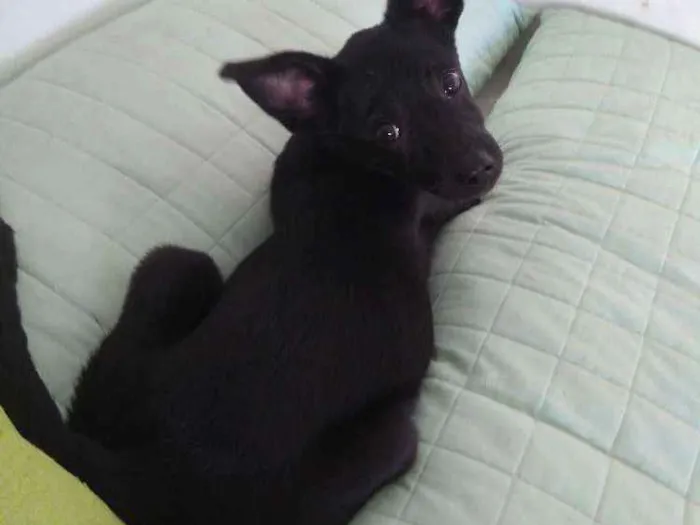 Cachorro ra a Sem raça definida  idade 2 a 6 meses nome Sem nome