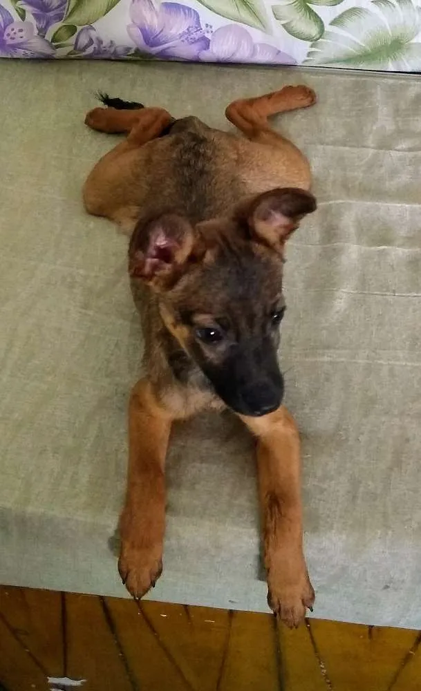 Cachorro ra a Sem raça definida  idade 2 a 6 meses nome Sem nome
