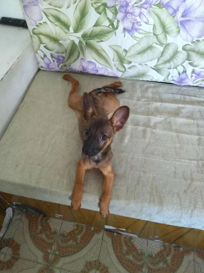 Cachorro ra a Sem raça definida  idade 2 a 6 meses nome Sem nome