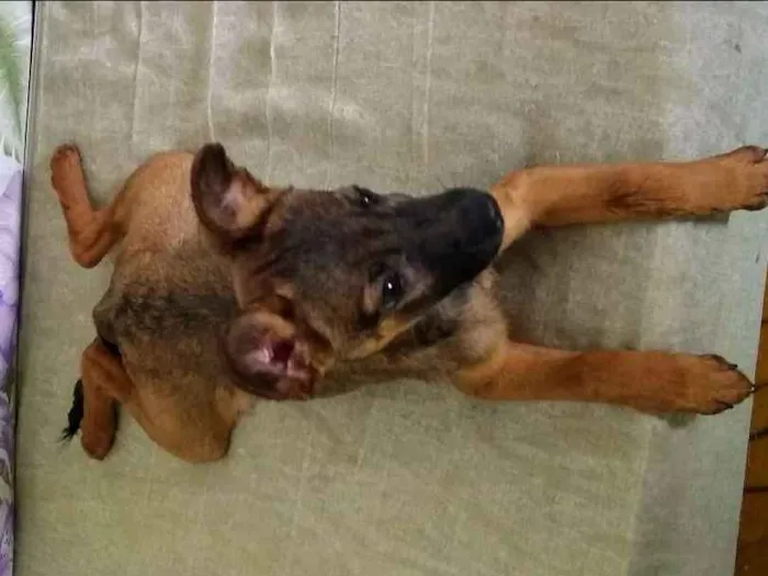 Cachorro ra a Sem raça definida  idade 2 a 6 meses nome Sem nome