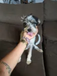 Mirabel