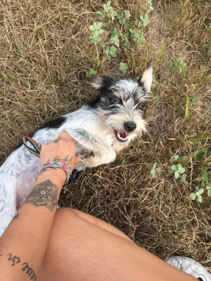 Cachorro ra a SRD idade 2 a 6 meses nome Mirabel