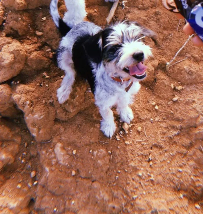 Cachorro ra a SRD idade 2 a 6 meses nome Mirabel
