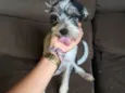 Mirabel