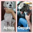 Pipo