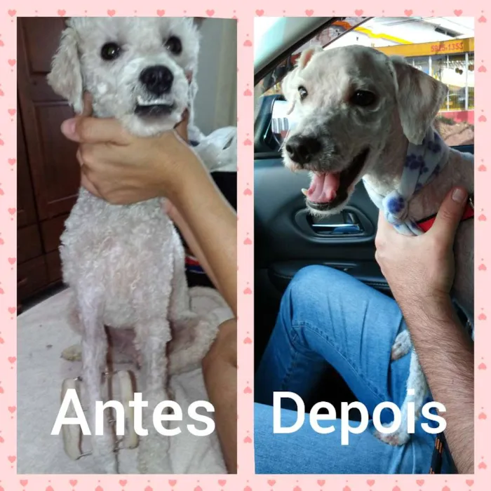 Cachorro ra a Poodle idade 1 ano nome Pipo