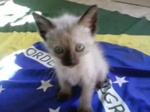 Gato raça Siamês  idade 2 a 6 meses nome Bolinhio