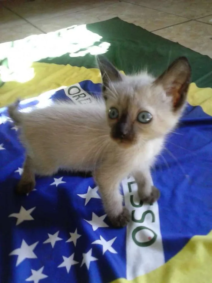Gato ra a Siamês  idade 2 a 6 meses nome Bolinhio