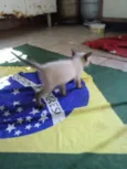 Bolinhio