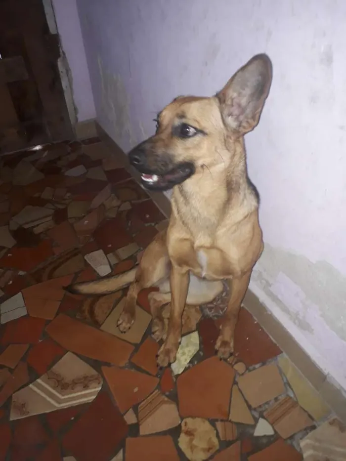Cachorro ra a Nã sei identificar idade 7 a 11 meses nome Meanie monhine