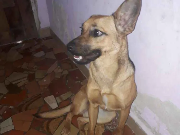 Cachorro ra a Nã sei identificar idade 7 a 11 meses nome Meanie monhine
