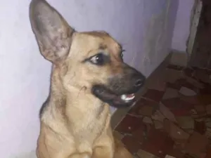 Cachorro raça Nã sei identificar idade 7 a 11 meses nome Meanie monhine