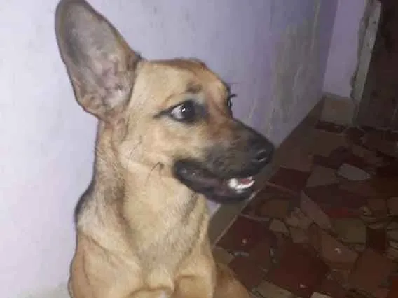 Cachorro ra a Nã sei identificar idade 7 a 11 meses nome Meanie monhine