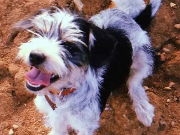 Cachorro ra a SRD idade 2 a 6 meses nome Mirabel