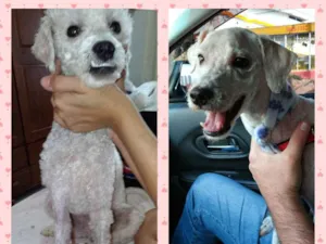 Cachorro raça Poodle idade 1 ano nome Pipo