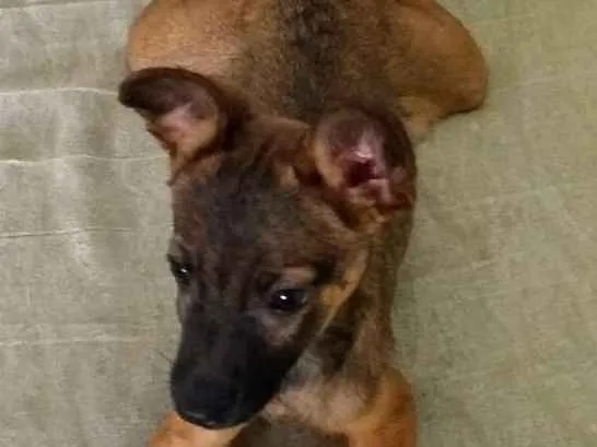 Cachorro ra a Sem raça definida  idade 2 a 6 meses nome Sem nome