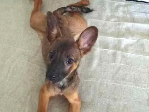 Cachorro ra a Sem raça definida  idade 2 a 6 meses nome Sem nome