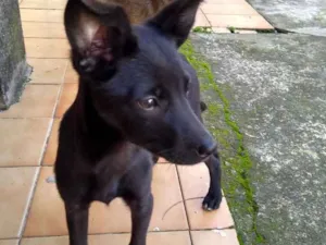 Cachorro raça Sem raça definida  idade 2 a 6 meses nome Sem nome