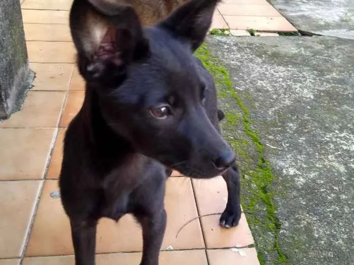Cachorro ra a Sem raça definida  idade 2 a 6 meses nome Sem nome