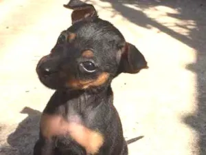 Cachorro raça Não sei  idade 2 a 6 meses nome Joana