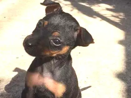 Cachorro ra a Não sei  idade 2 a 6 meses nome Joana