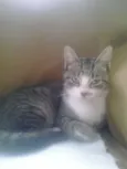 Mimi