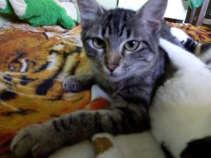 Gato ra a  idade 2 a 6 meses nome Lua