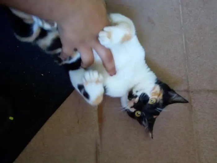 Gato ra a  idade 2 a 6 meses nome SASAH