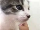 Gato raça SRD idade Abaixo de 2 meses nome Sem nome