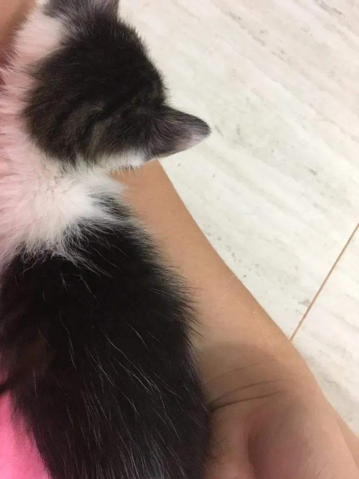 Gato ra a SRD idade Abaixo de 2 meses nome Sem nome