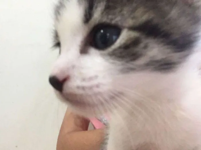 Gato ra a SRD idade Abaixo de 2 meses nome Sem nome