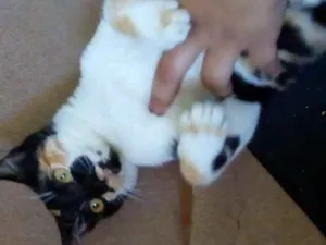 Gato raça  idade 2 a 6 meses nome SASAH