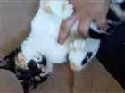 Gato raça  idade 2 a 6 meses nome SASAH