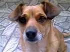 Cachorro raça Vira lata idade 5 anos nome Bibi