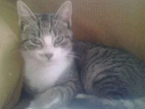 Gato raça Indefinida idade 2 a 6 meses nome Mimi