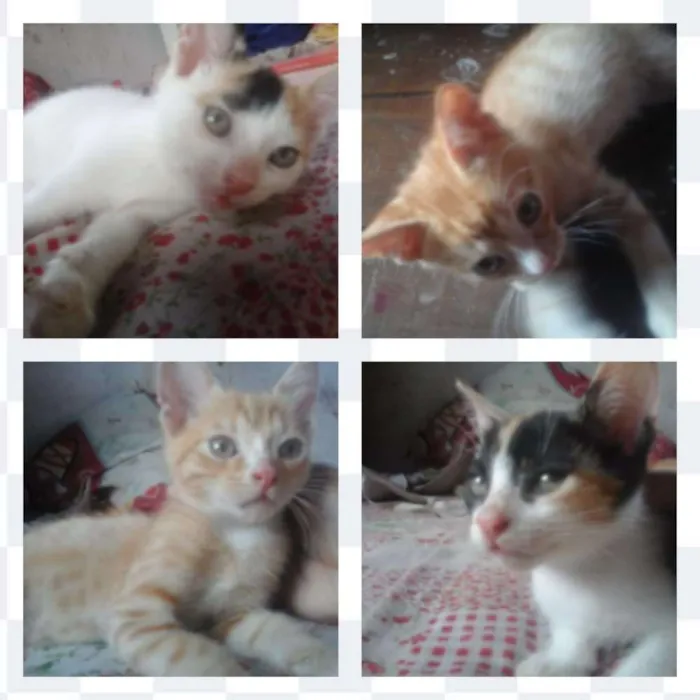 Gato ra a Misturado idade 2 a 6 meses nome Pirulito