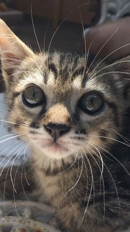 Gato ra a SRD idade 2 a 6 meses nome Piteko