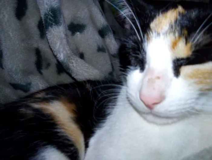 Gato ra a Indefinida idade 2 a 6 meses nome Bolinha