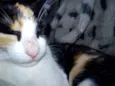 Bolinha