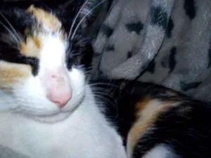 Gato raça Indefinida idade 2 a 6 meses nome Bolinha