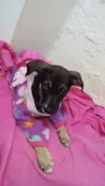 FRIDA
