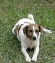 Teco