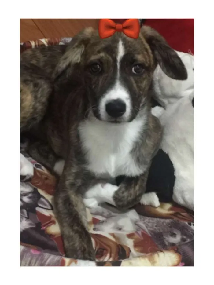 Cachorro ra a Srd idade 2 a 6 meses nome Mindy