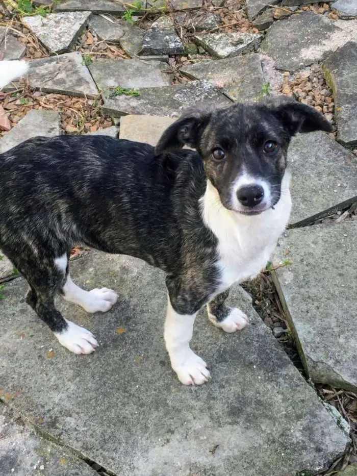 Cachorro ra a Srd idade 2 a 6 meses nome Kika
