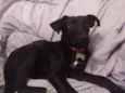 Cora