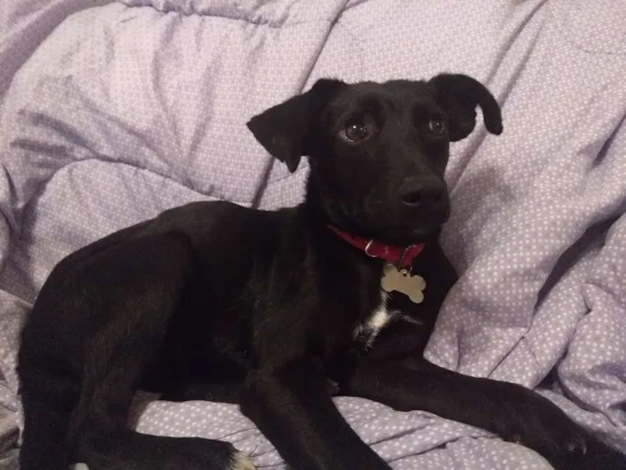 Cachorro ra a Srd idade 7 a 11 meses nome Cora