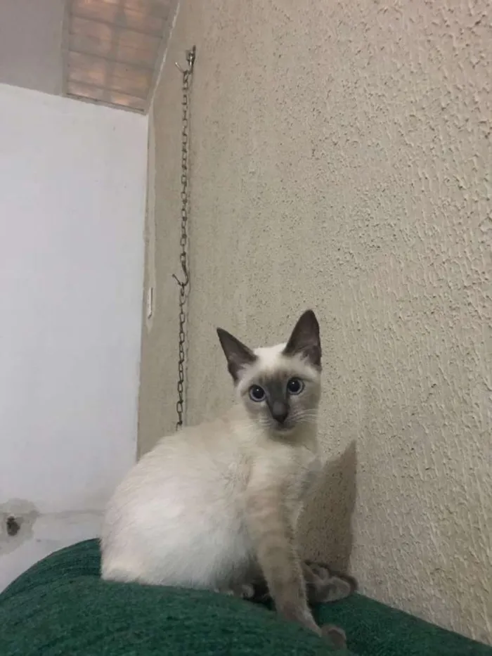 Gato ra a Siamês  idade 7 a 11 meses nome Bruna Marquezine