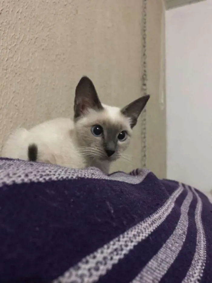 Gato ra a Siamês  idade 7 a 11 meses nome Bruna Marquezine