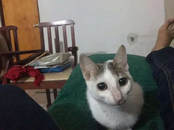 Gato ra a Branco misto idade 7 a 11 meses nome Anitta